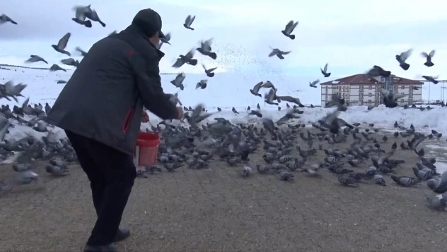 Kuşlara sofra kurmak için her sabah kar kürüyor