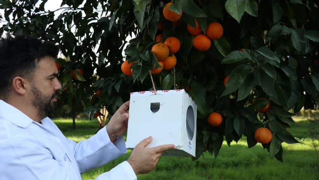 Laboratuvarda üretilen faydalı böcekler zararlılara karşı kalkan oluyor