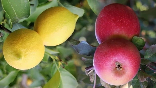 Limon ve elma ihracatına yeni düzenleme