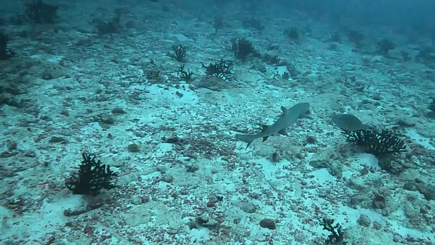 Maldivler'de iklim değişikliği mercan resiflerini tehdit ediyor