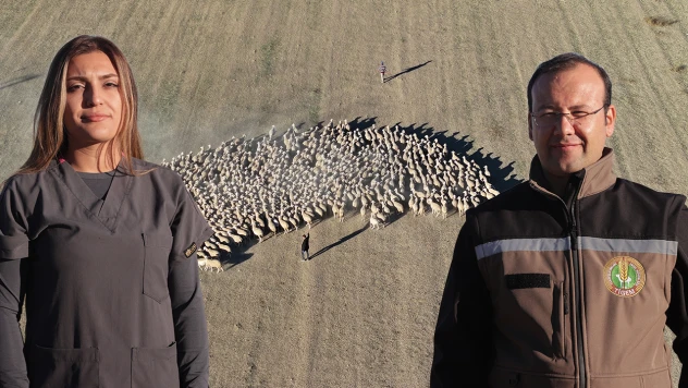 Malya Tarım İşletmesi yerli ırk koyun yetiştirerek hayvancılığa destek veriyor