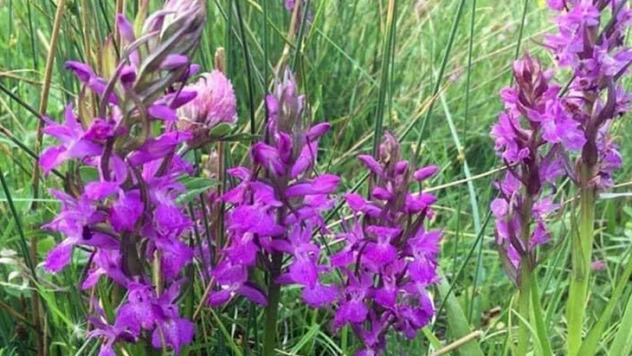 Maraş Orkidesinin Efsanesini merak ediyor musunuz?