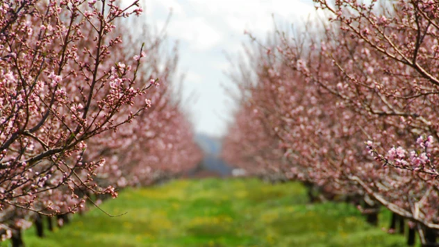 Meyve ve sebzelerde don riskine karşı yeni düzenleme