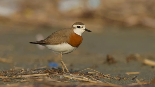 Milleyha sit alanı ilan edildi