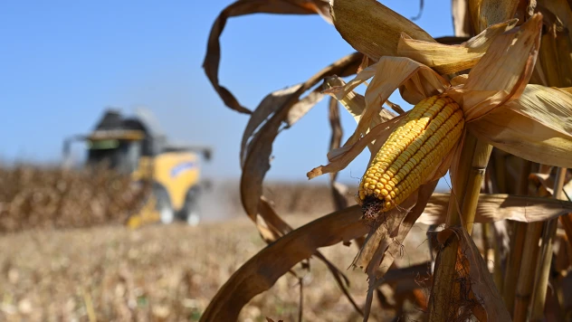Mısır hasadı için biçerdöverler tarlalara girdi
