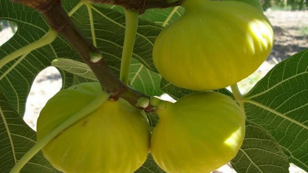 Mut beyazı inciri için coğrafi işaret başvurusunda bulunulacak