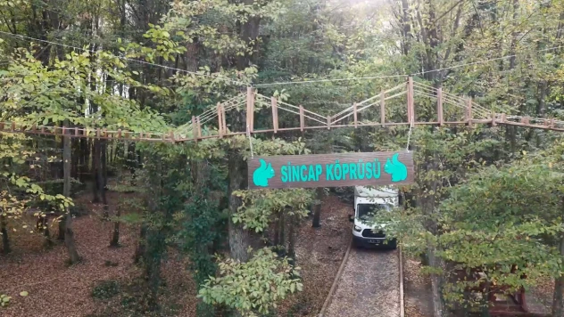 Ormanda sincaplar için köprü yaptılar