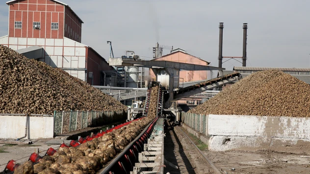 Pancar çiftçisine 188 milyon liralık söküm avansı verildi