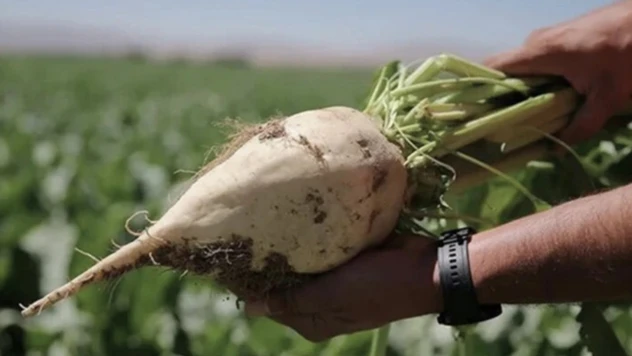 Pancar çiftçisine 3 milyar 646 milyon lira avans