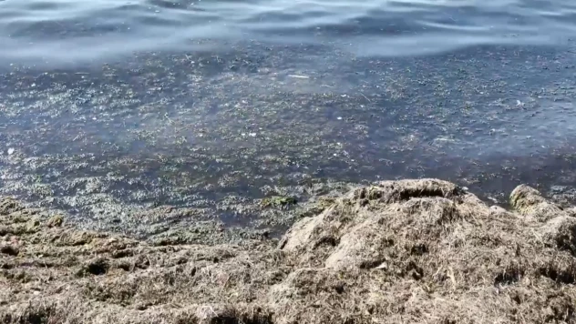 Poyraz nedeniyle sahilin bir kısmı kırmızı yosunla kaplandı
