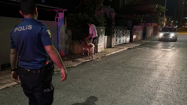 Sahipli köpeğin saldırdığı 6 yaşındaki çocuk yaralandı