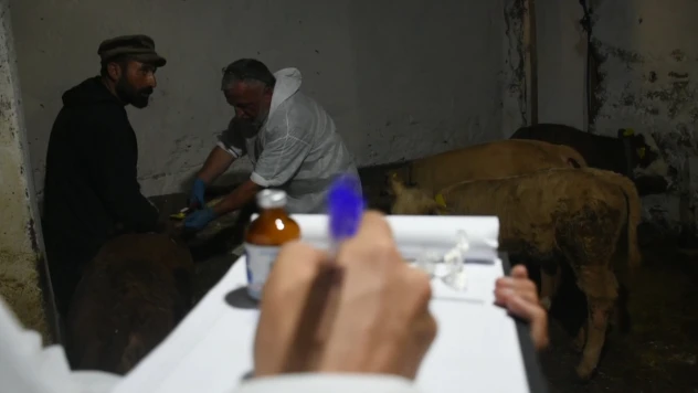 Şap hastalığıyla mücadele sürüyor