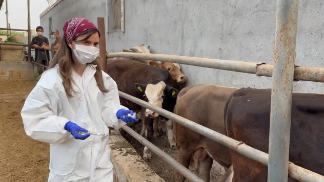 Şap hastalığıyla yapılan etkin mücadele üreticiyi sevindirdi