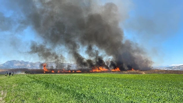 Sazlık alanda çıkan yangın seraları tehdit ediyor