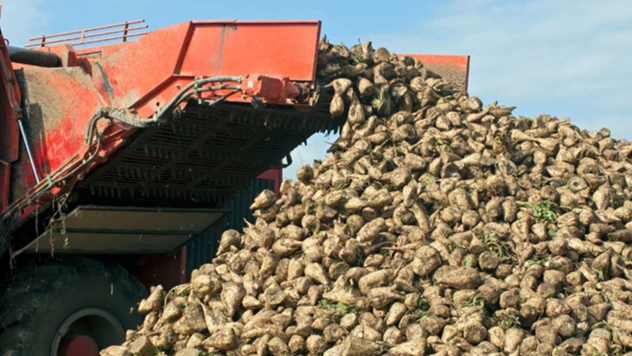 Şeker pancarı alım fiyatı belli oldu