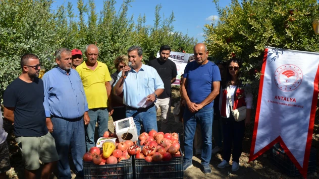 Serik'te bu yıl 34 bin 359 ton nar üretimi bekleniyor