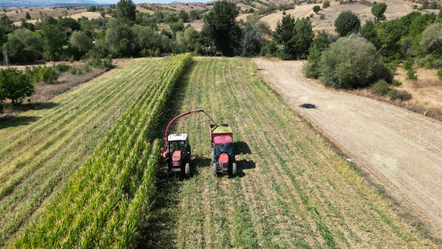 Silajlık mısır hasadı başladı
