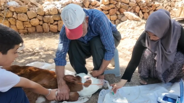 Solunum sıkıntısı yaşayan buzağıya bebek gibi bakım