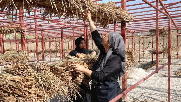 Su sümbülleri ekonomiye kazandırılıyor