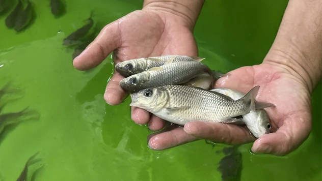 Tam 300 bin sazan yavrusu, göle bırakılacak