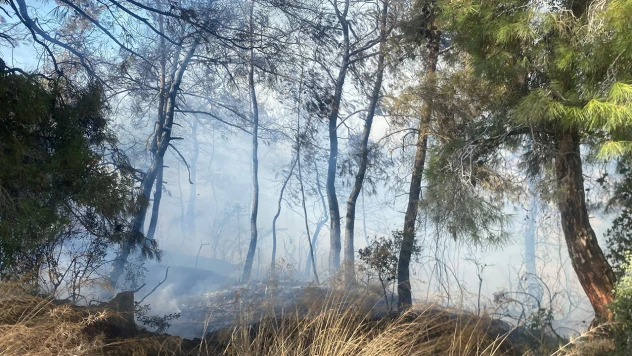 Tarım arazisinde başlayan yangın ormanlık alana sıçradı