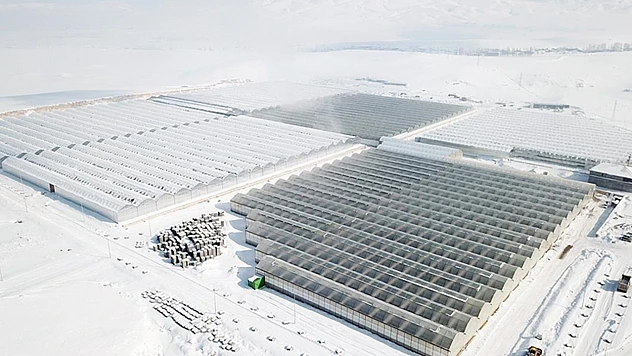 Termal suyla ısıtılan seralarda her mevsim domates üretimi