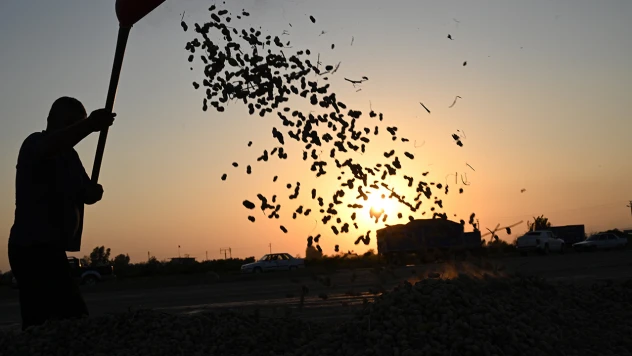 Tescilli yer fıstığında hasat zamanı