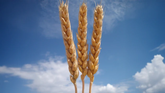 TİGEM, 2025 üretim sezonu tohum fiyatlarını açıkladı