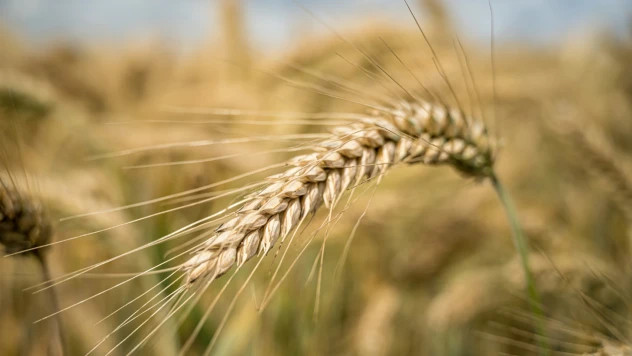 TİGEM, 2025 yılı tohum fiyatlarını açıkladı