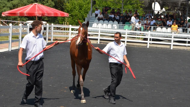 TİGEM'de 2025 yılı koşu tayı satışları başladı