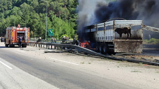 Tırda çıkan yangında hayvanlar son anda kurtarıldı