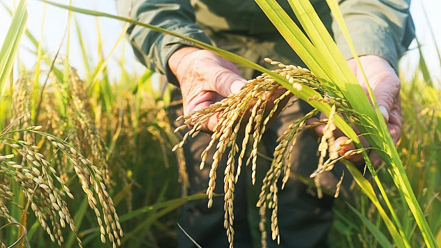 TMO, 2025 dönemi çeltik alım fiyatlarını açıkladı