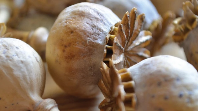 TMO'dan 2025/2026 haşhaş ekim başvurularına ilişkin duyuru