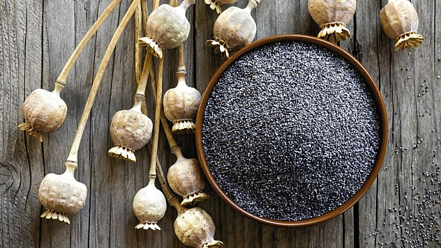 TMO'dan mavi haşhaş tohumu satışı! Şubat fiyatı 125 TL