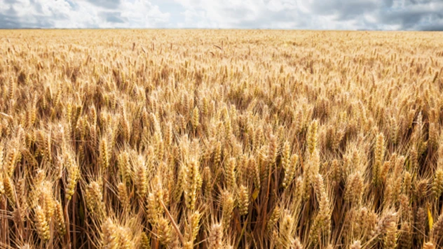 TMO, hububat alım bedellerini üreticilerin hesaplarına aktarmaya başladı