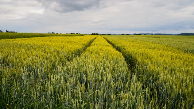 TMO'nun Mart 2025 Fenolojik Raporu yayımlandı