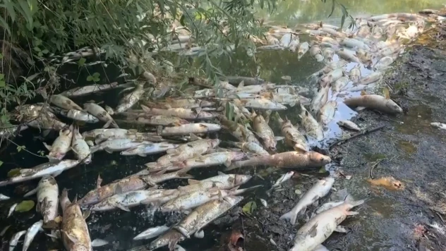 Toplu balık ölümlerine ilişkin inceleme başlatıldı