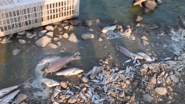 Toplu balık ölümleriyle ilgili inceleme başlatıldı