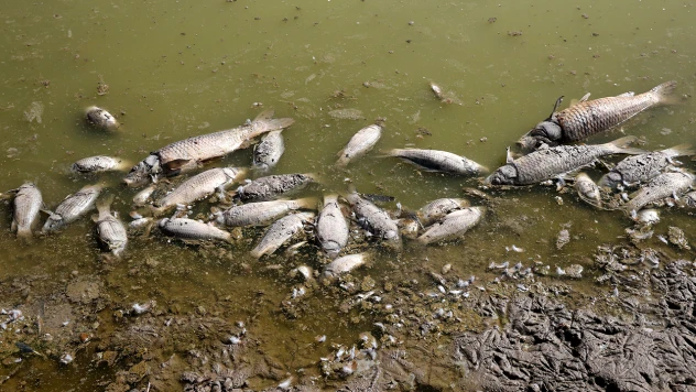 Tozlu Göleti'nde su seviyesi düştü, balıklar telef oldu