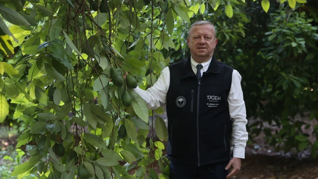 Türkiye'de ilk fidanı 55 yıl önce dikilen avokadonun üretimi katlanarak artıyor