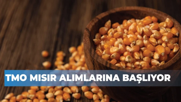 Türkiye'de mısır hasadı başladı! TMO alım fiyatını açıkladı