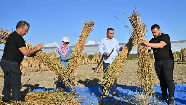 Türkiye'deki susam üretiminin üçte biri Antalya'dan