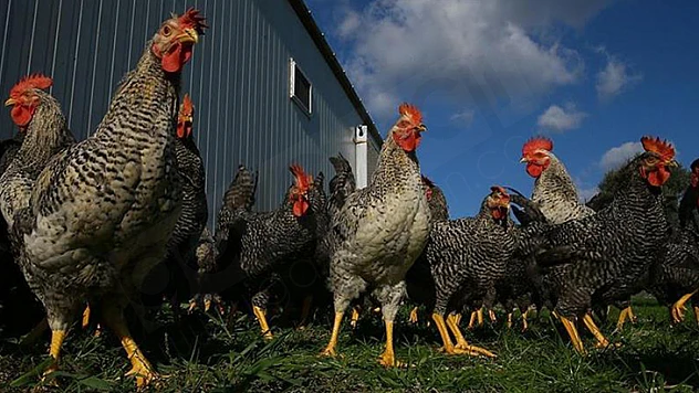Türkiye, kuş gribinde arilik statüsünü yeniden kazandı