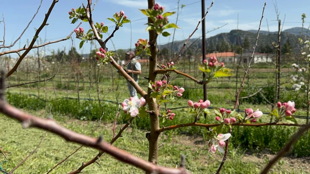 Türkiye'nin elma bahçesinde zirai dona karşı yerli çeşitler geliştiriliyor