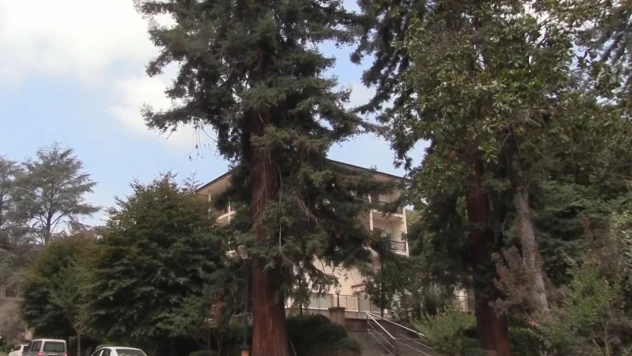 Türkiye'nin ilk arboretumu 66 tür ağaca ev sahipliği yapıyor