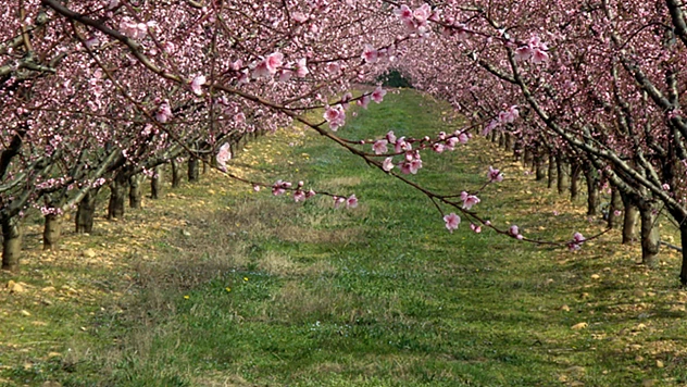 Üreticilere 707 milyon 112 bin lira aktarıldı
