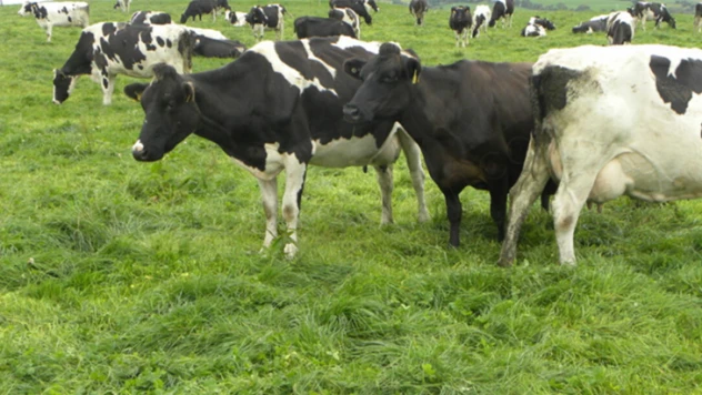 Üreticilere, düve alım desteği başladı