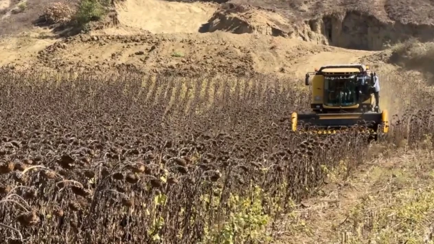 Üreticilerin ayçiçeği hasadı mesaisi