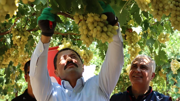 Üzüm hasadı başladı