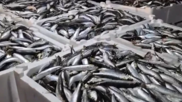 Vira bismillah diyerek sezonu açan balıkçılar ilk hasadı yaptı